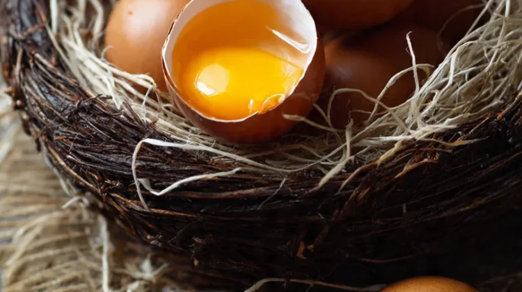 Telur, Sumber Protein Bergizi dan Banyak Manfaat bagi Kesehatan