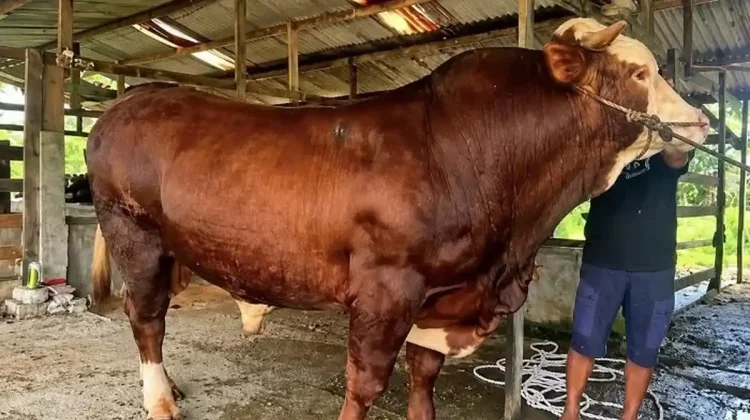 18 Ekor Sapi Kurban dari Presiden Prabowo Subianto Disiapkan untuk Sultra
