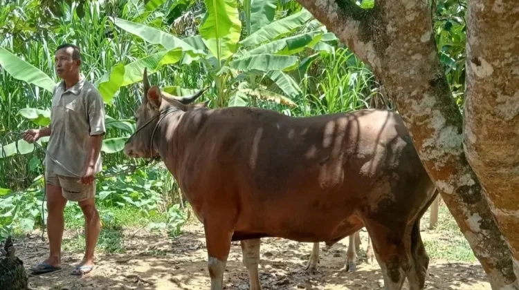 Makna Sunah Tidak Memotong Rambut dan Kuku saat Hendak Berkurban