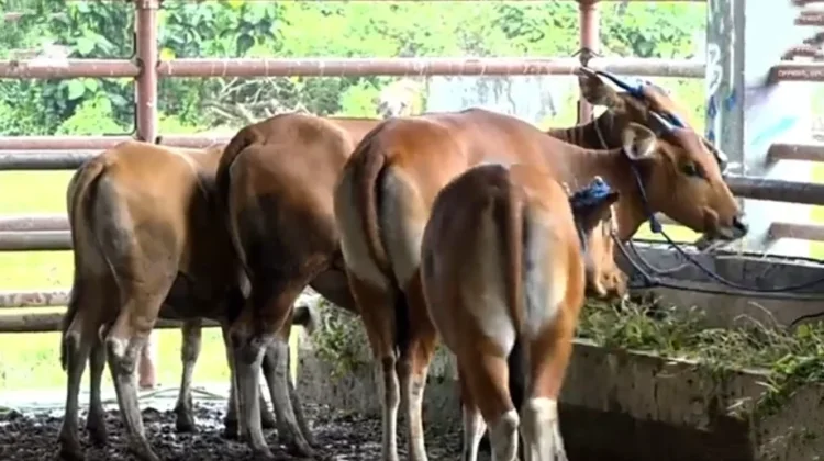 Pemkot Kendari Perketat Pengawasan Hewan Kurban