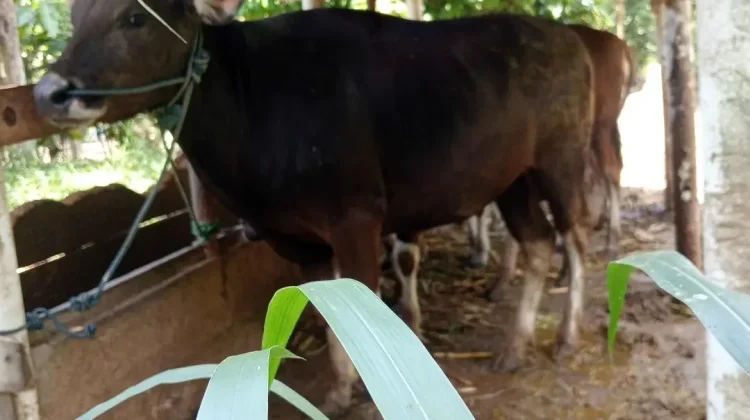 Iduladha dan Makna Kurban dalam Al-Qur’an: Jalan menuju Ketakwaan