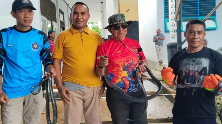 Petugas Damkar Bombana Amankan Tiga Ular Liar Masuk Lingkungan Sekolah