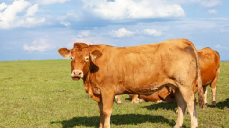 Sapi Kurban Presiden Prabowo di Kendari Capai 900 Kilogram