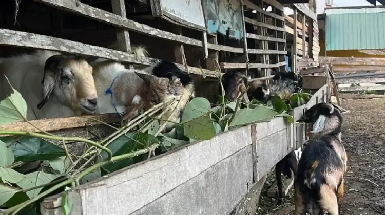 Jualan Kambing Kurban di Kendari Menurun jelang Idul Adha 2026