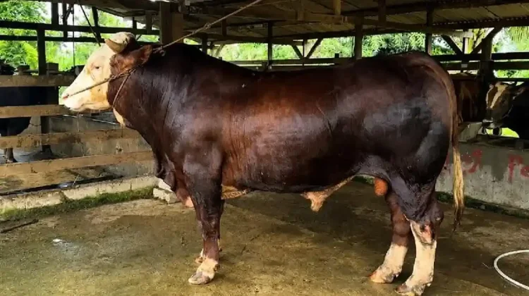 Sapi Kurban dari Presiden Prabowo Disalurkan di Masjid Raya Al Kautsar Kendari