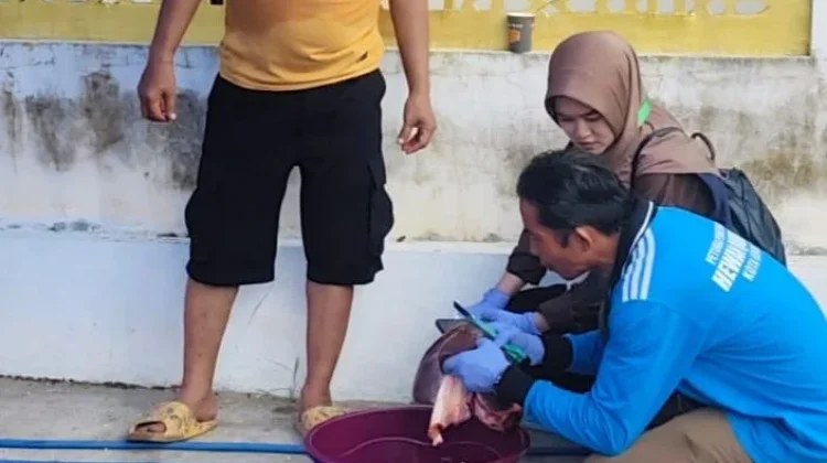 Daging Sapi Kurban di Kendari Jalani Pemeriksaan sebelum Dibagikan ke Warga