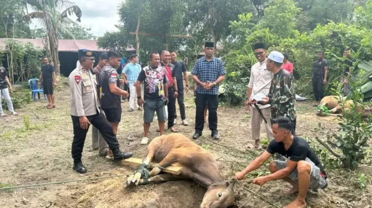 Satbrimob Polda Sultra Sembelih 149 Ekor Sapi, Berbagi Daging Kurban untuk Warga