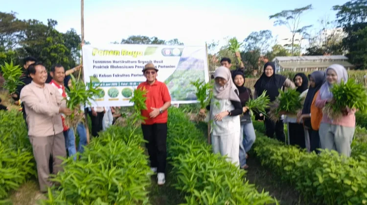 Panen Raya Praktikum Mahasiswa Jurusan Penyuluhan Pertanian FP UHO