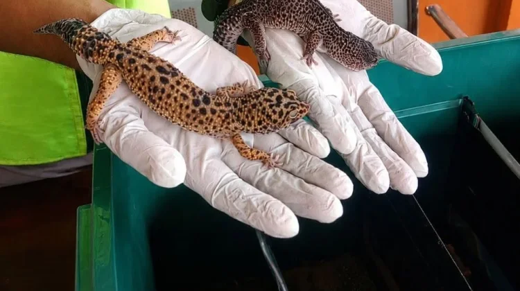 Karantina Sultra Periksa 4 Ekor Gecko di Bandara