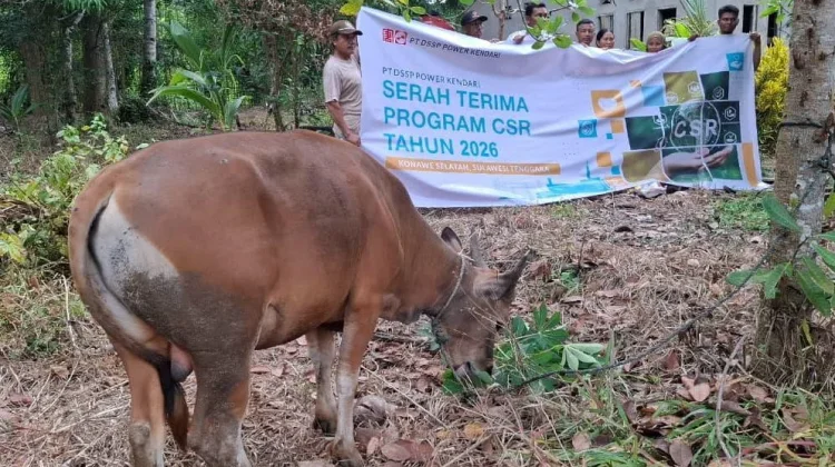 PT DSSP Power Kendari Salurkan Hewan Kurban di Desa Tanjung Tiram dan Desa Wawatu