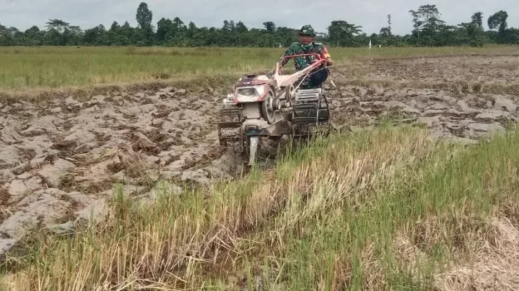Babinsa Koramil Landono Dorong Percepatan Masa Tanam Sawah di Kecamatan Mowila