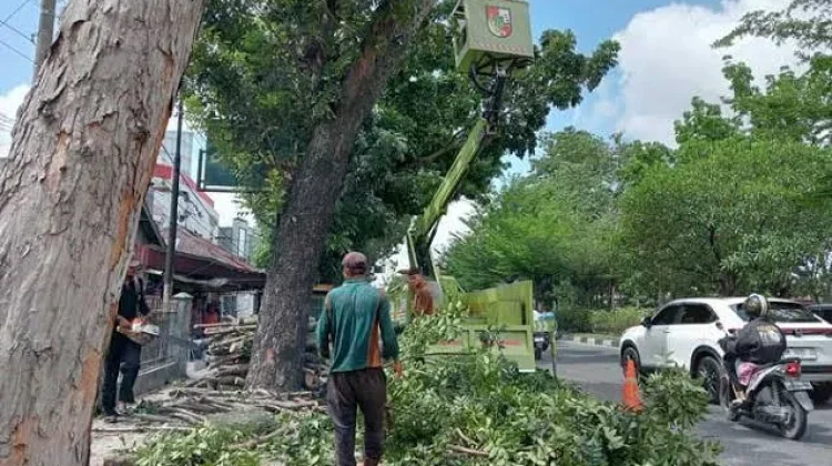 Satgas Penataan Kota Lakukan Pemeliharaan Pohon di Kawasan Jalan Saranani