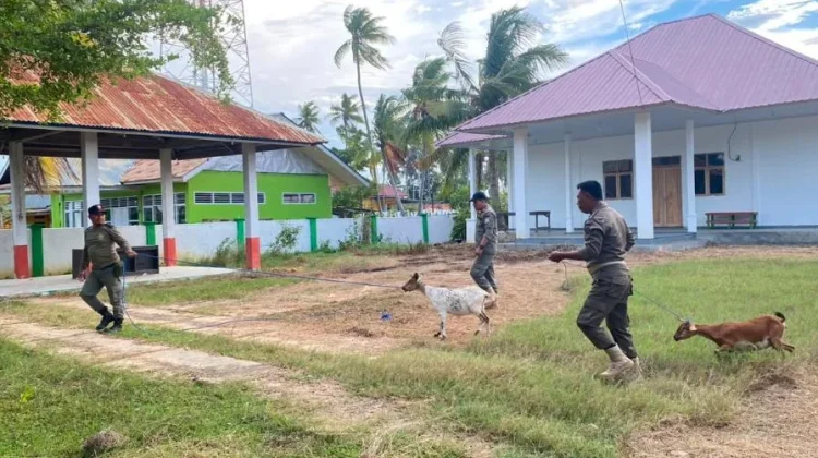 Penertiban Hewan Ternak Berkeliaran di Poleang Timur