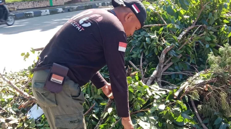 Pemangkasan Pohon Rawan Tumbang Depan Kodim Kendari Dimulai