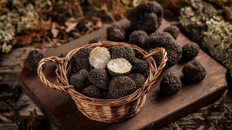 Truffle dan Pesonanya di Dunia Kuliner