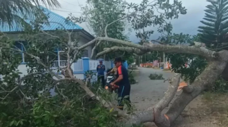 Damkar Bombana Tangani Pohon Tumbang Cepat