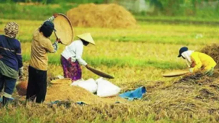 Produksi Beras Indonesia Naik 13,5 Persen