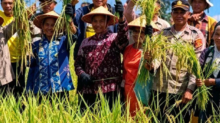 Bupati Muna Barat Hadiri Panen Raya Padi Varietas Inpari 42