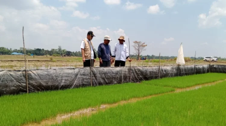 Juni 2026, NTP Sultra Turun 0,03 persen