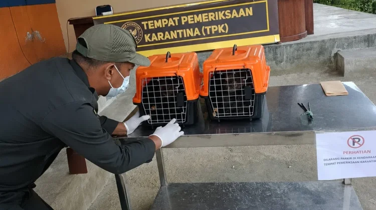 Karantina Sultra Perketat Pengawasan, Lakukan Pemeriksaan Lalu Lintas Kuskus