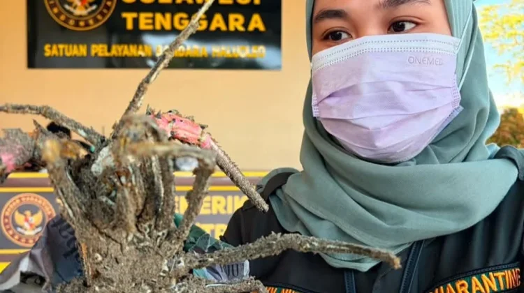 30 Ekor Lobster Asal Sultra Terbang menuju Banten