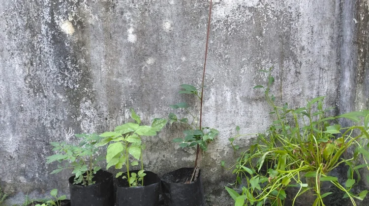 Lahan Sempit Bukan Halangan Berkebun di Rumah