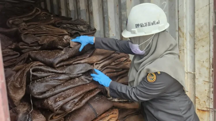 Karantina Sultra Periksa 21 Ton Kulit Sapi Garaman