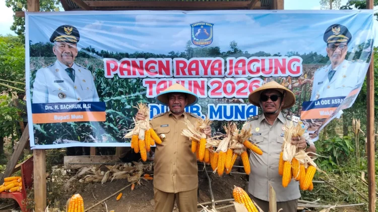 Gerakan Muna Makan Jagung 2026 Dorong Ketahanan Pangan dan Ekonomi Lokal