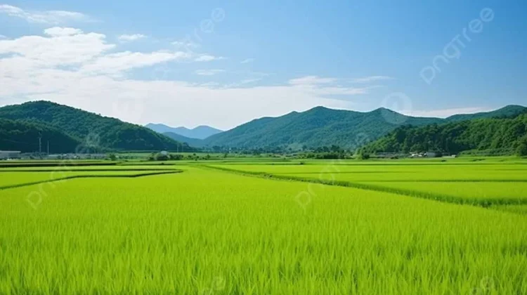 Bulog Sultra Serap 155 Ribu Ton Gabah, Dukung Kesejahteraan Petani