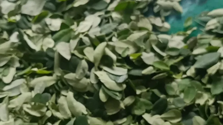 Dunia Tak Selebar Daun Kelor, Khasiatnya ternyata Mendunia