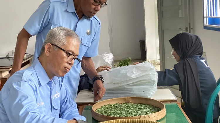Dunia Tak Selebar Daun Kelor, Khasiatnya ternyata Mendunia