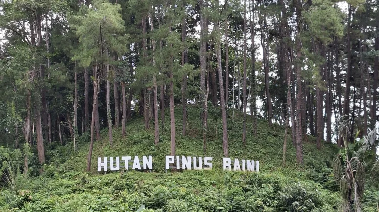 Mahasiswa KKN UIN Kendari Kolaborasi Kembangankan Wisata Hutan Pinus Baini