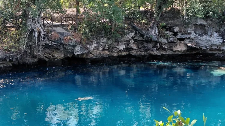 Melihat Penyu Ikonik di Jernihnya Danau Moko