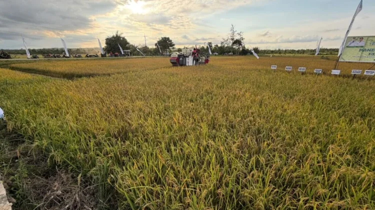 Kendari Terima Lima Pompa Air untuk Antisipasi Kekeringan Lahan Pertanian