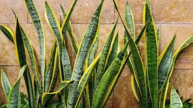 Tak Sekadar Cantik, Tanaman Hias Punya Banyak Manfaat