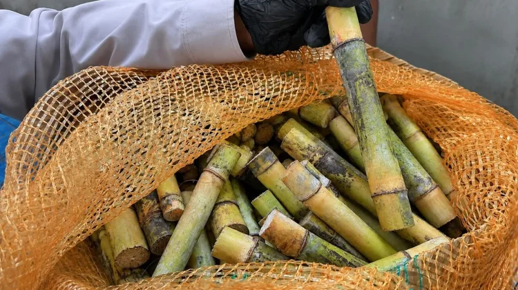 Karantina Sultra Kawal Lalu Lintas 1.500 Batang Bibit Tebu Asal Lampung