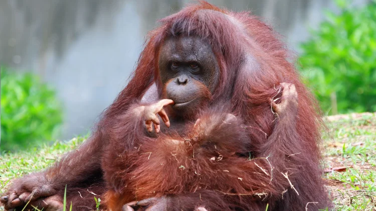 Mengenal Orang Utan dan Habitatnya