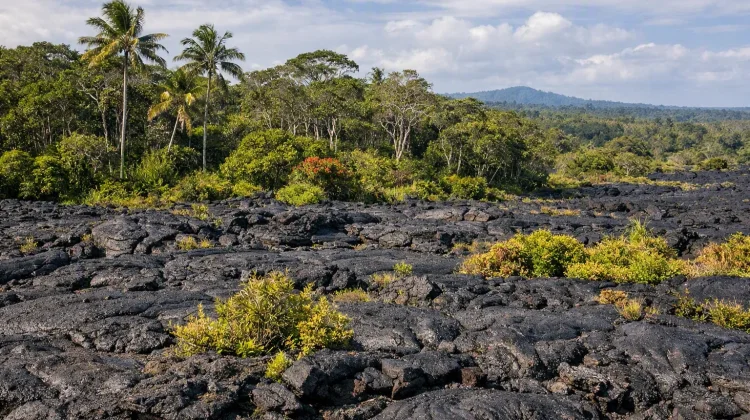 Keajaiban Ekosistem di Atas Lava