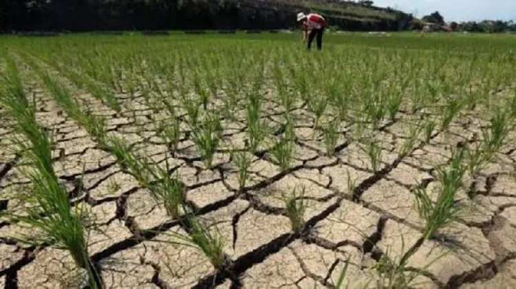 BMKG Kendari Ingatkan Risiko Kebakaran Meningkat saat Kemarau