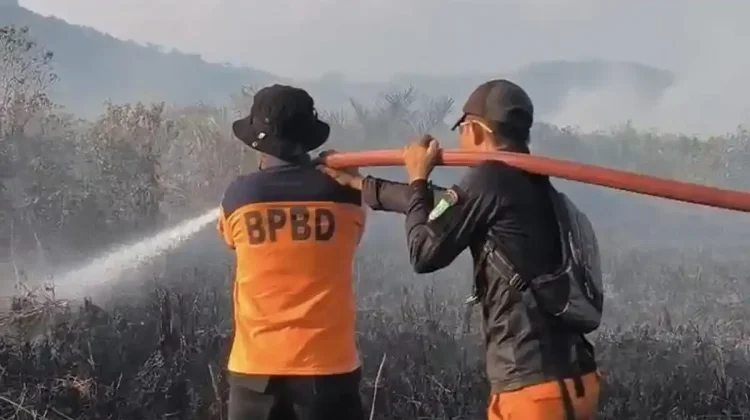 Karhutla di Lalolae Kolaka Timur Capai 110 Hektare