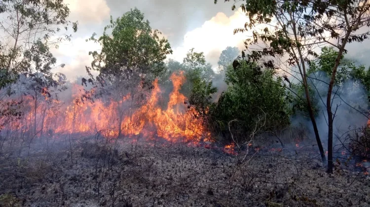 BMKG Deteksi 100 Hotspot Tersebar di Sultra