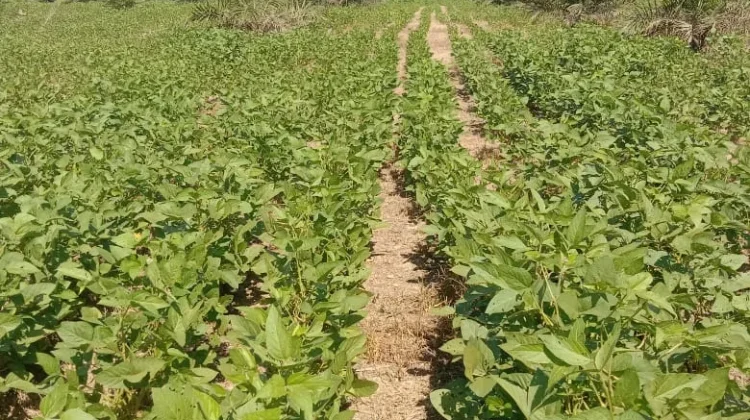 Perguruan Tinggi Dorong Pertanian Terpadu Berbasis Green Economy di Konawe