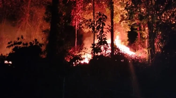 Api Bakar Setengah Hektare Lahan di Konut, Berhasil Dipadamkan