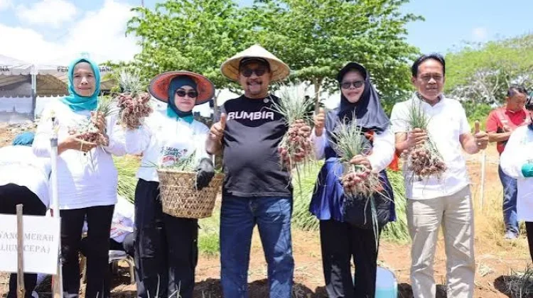 Panen Perdana Buka Peluang Bawang Merah Jadi Komoditas Andalan Pemkab Bombana