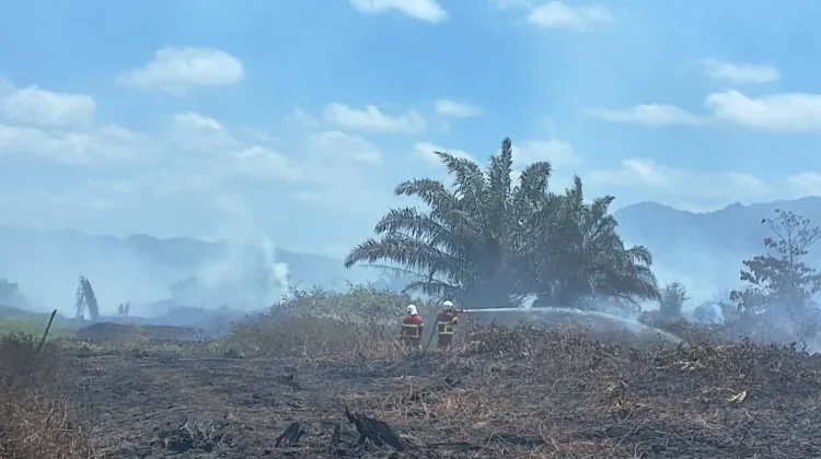 Tangani Karhutla Koltim, Pemprov Sultra Perkuat Pemadaman hingga Mitigasi