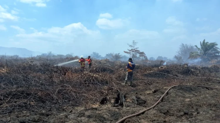 Karhutla Koltim Capai 423,14 Hektare, Pemprov Sultra Perkuat Penanganan