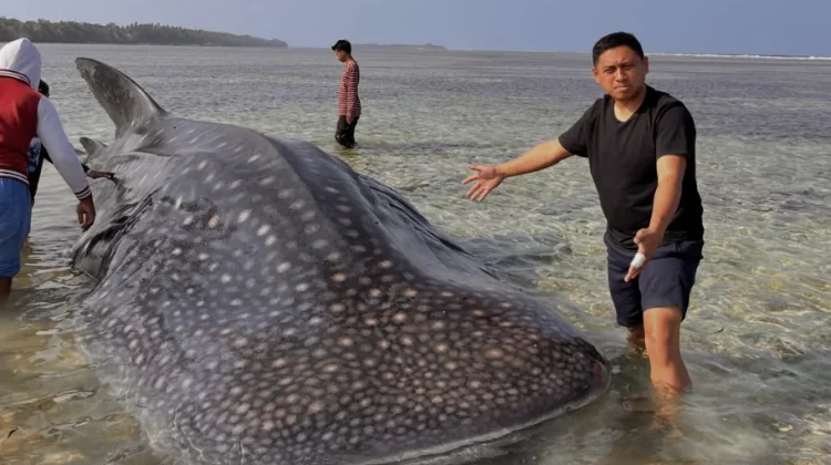 Hiu Paus Raksasa Terdampar di Perairan Dangkal Wakatobi