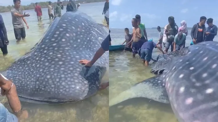 Hiu Paus Sepanjang 9 Meter Terdampar di Wakatobi