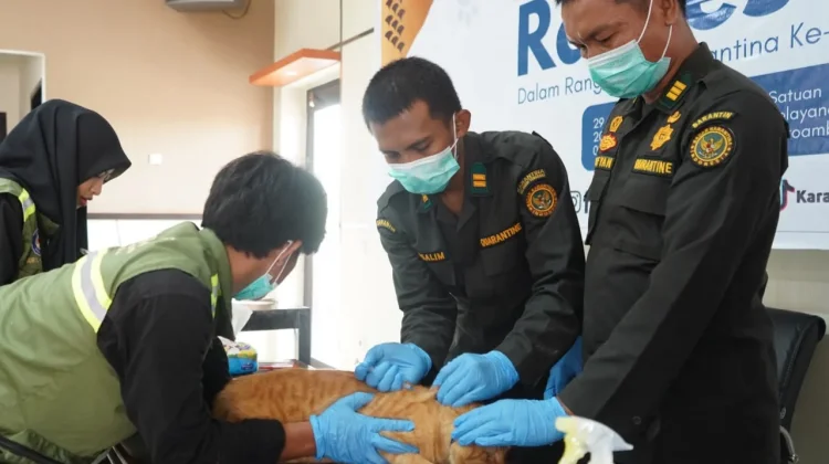 Cegah Rabies,Karantina Sultra Fasilitasi Vaksinasi Hewan Peliharaan