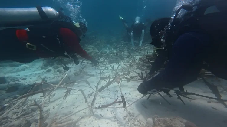 Transplantasi Karang dan Pelepasan Tukik Warnai Festival Wakatobi Wave 2026